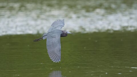 Little Blue Heron, Sony A1/Sony Alpha1, 4k