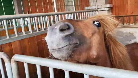 This Horse Sounds Like Puppy. Cute Horse Making Sounds Like Baby Dog.