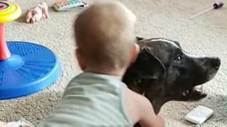 Baby makes dangerous backflip when sitting on dog's back