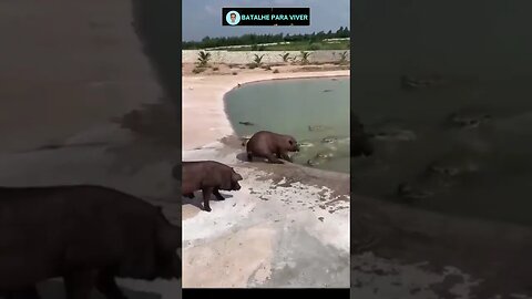 Porco escapa da 1° mais da 2° vira alimento de jacarés