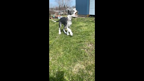 adorable great dane puppy in slow motion