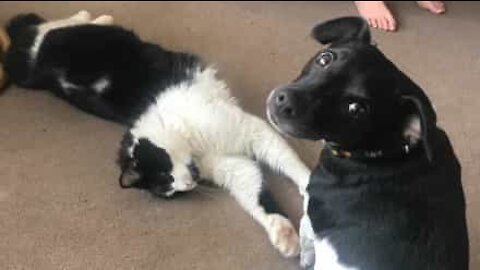 Canine loves to clean feline's ears!