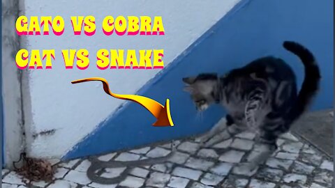 🙀🆚🐍 GATOS VS COBRA 🙀🆚🐍CAT VS SNAKE