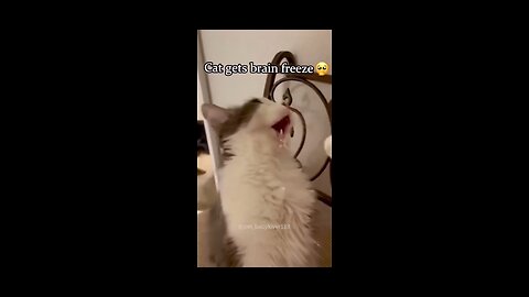 cats getting brain freeze