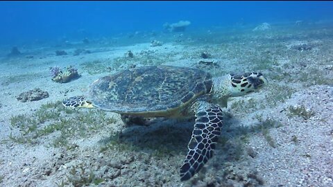 Sea turtle swimming in shallow water