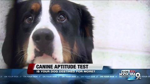 Canine Aptitude Test