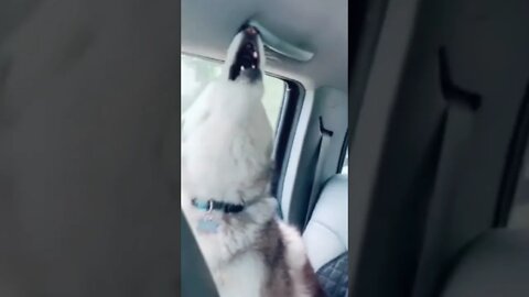 Dog saying eachother get out of my car | #Shorts #Animals #Dog