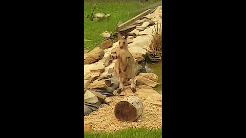 Kangaroos drink from swimming pool after surviving Australian bushfires