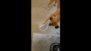 Dog plays with gerbil in exercise ball