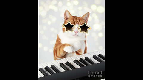 This cat knows how to play Piano cute cat excllent skills