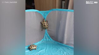 Saviez-vous que les tortues pouvaient grimper?