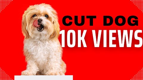 Funny Dog Video - Very Funny Video Funny animal videos | Cute animal videos