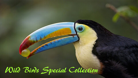 Wings Unleashed: Wild Birds Special Collection