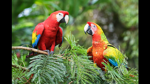 male or female parrot