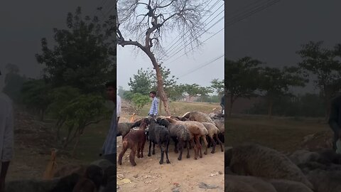 Eid day At bakra mandi #mandi #bakramandi #eiduladha2023 #vlog