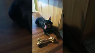 Rottweiler's 10th Birthday! 💖🎂 #rottweiler #shorts #youtubeshorts #animallover #funny