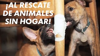 El café que ayuda a animales sin hogar