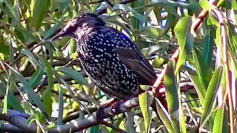 IECV NV #267 - 👀 Spotted Starling In The Weeping Willow Tree 🐤9-27-2016