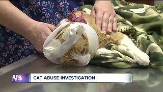 Officials searching for person responsible for cutting ears off cat