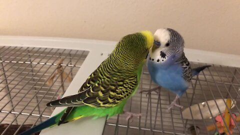 Two australian parakeets talking to each other