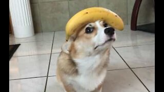 Ce corgi fait tenir une banane sur sa tête