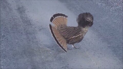 Amazing Ruffed Grouse