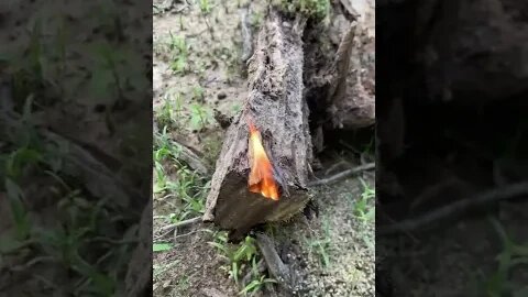 Found a pine lighter stump on the land when I was clearing it today - Raleigh Jones