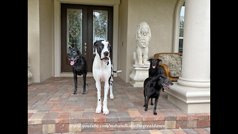 Trying To Pose 2 Great Danes And 2 Dog Friends For A Photo