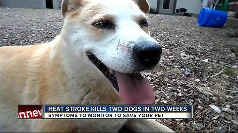 Veterinarian: Heat stroke in pets can happen extremely fast