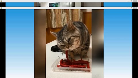 Funny Cat Eating Chili pepper!!! See What Happens Next