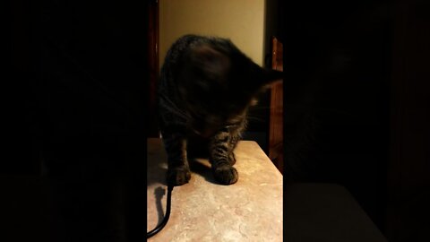 Life of Trigger the Kitty: Silly videos of a crazy alien cat 4