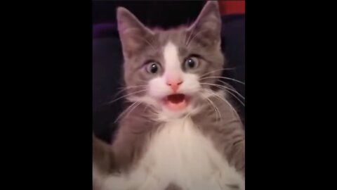 OMG So Cute Cats ♥ Best Funny Cat Videos so far in 2021