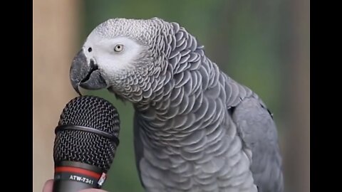 AMAZING PARROT TALKING AND MAKING ANIMAL NOISES