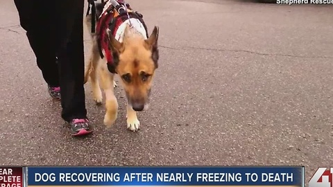 Video shows Caesar the dog recovering after nearly freezing to death