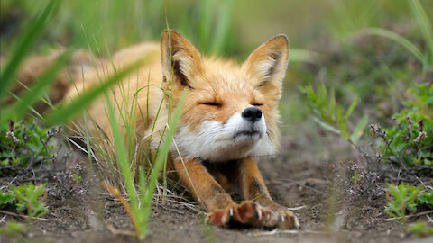 Small FOX puppies playing - A cute Compliation