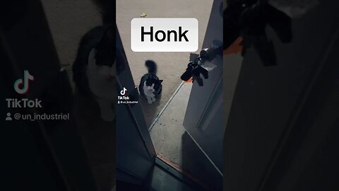 Honk