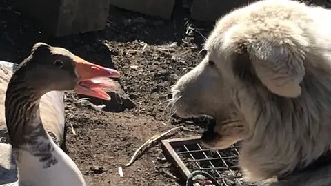 Goose pecks maremma’s fur to get her to move!! 😳😳😳