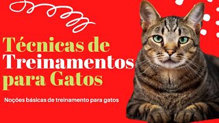 Técnicas de Treinamentos para Gatos