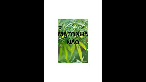 MACONHA NÃO!