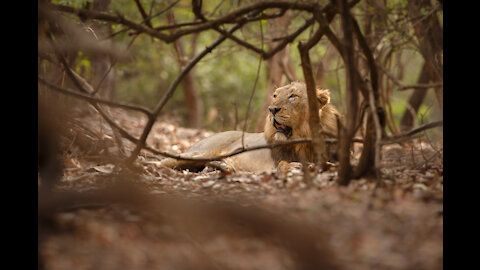 Who Will Win Fight Tallest Animal Giraffe vs King Of Jungle Lion