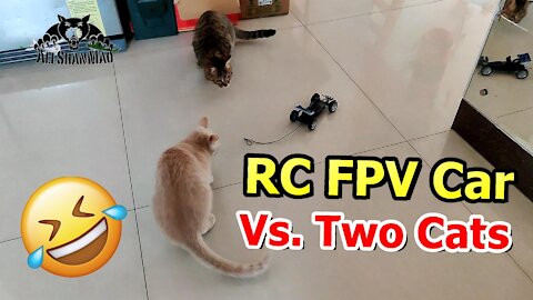 Emax FPV Car Chasing Cats little pilot flight master LCD