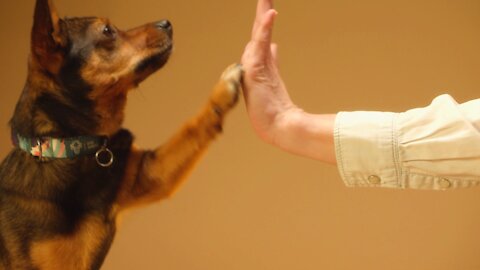 Smart Dog! Close-Up View of a Dog and a Person's Hands Doing High Five