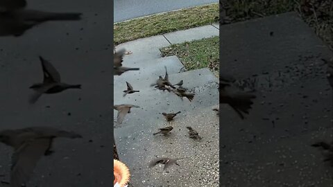 Sparrows Flying In Slow Motion #Shorts 🌲