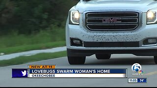 Okeechobee County residents say they're seeing more lovebugs