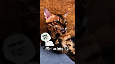 貓咪：恩.....好想來點貓草😎＃Shorts#cat#貓咪