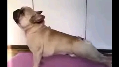 Learn Yoga In 5 sec In Your Own Dog