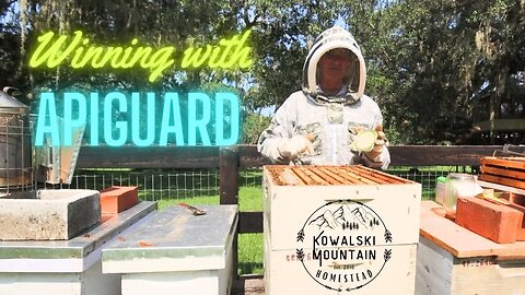 Tackling Varroa Mites with Apiguard | Varroa Mite Treatments