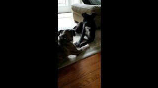 Pitbull Dog Begs For Bro For Bone.