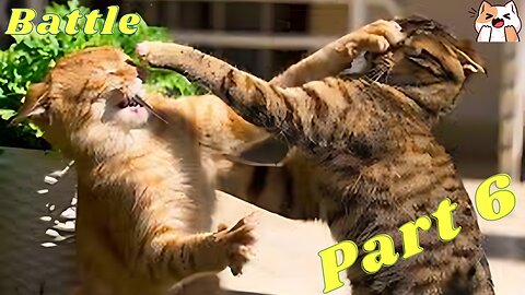 Cat battle part 6