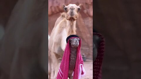 habibi camel